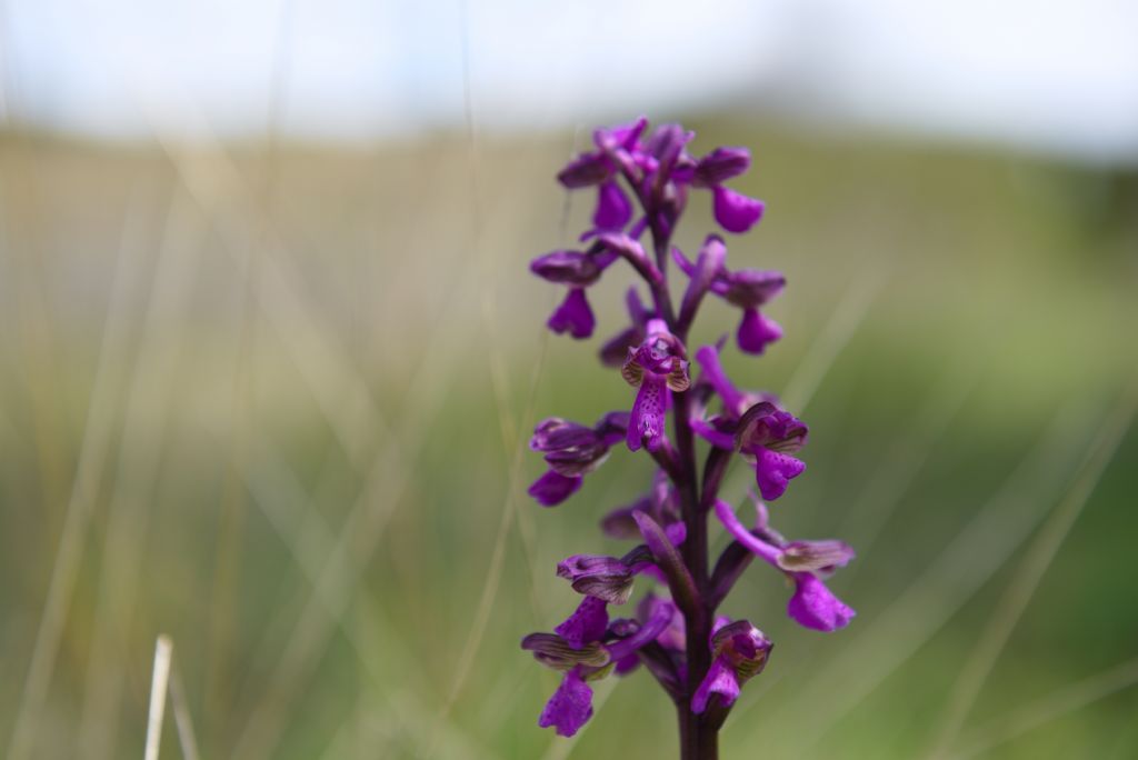 Anacamptis morio?